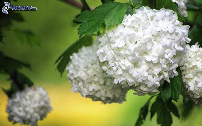hortenzia, biele kvety