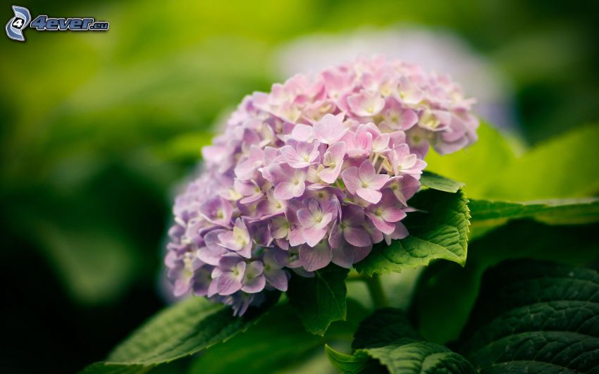 hortenzia, fialový kvet