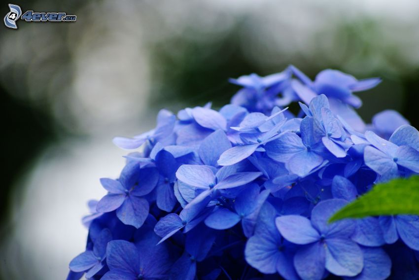 hortenzia, modré kvety
