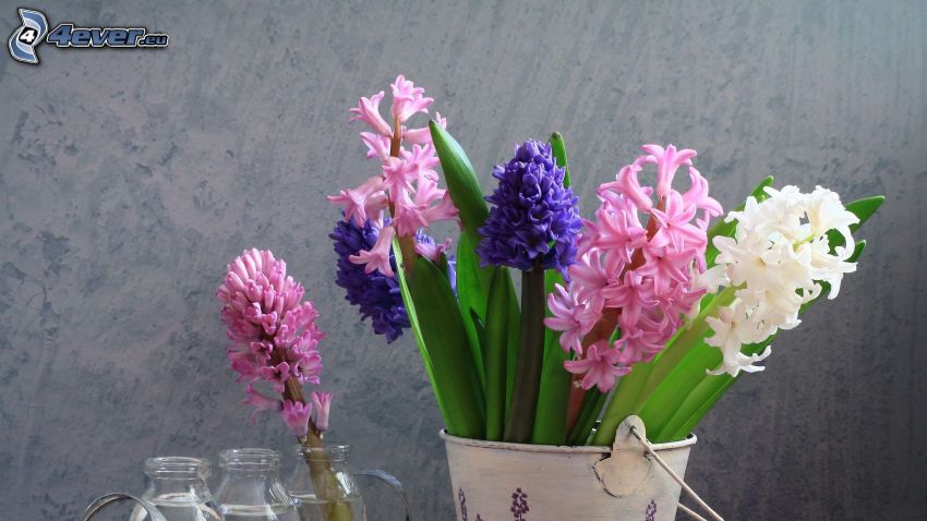 hyacinty, kvety, váza