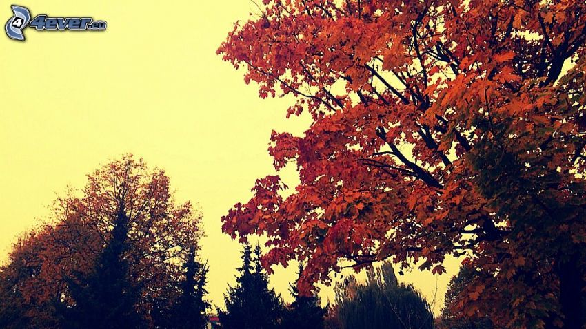 jesenné stromy