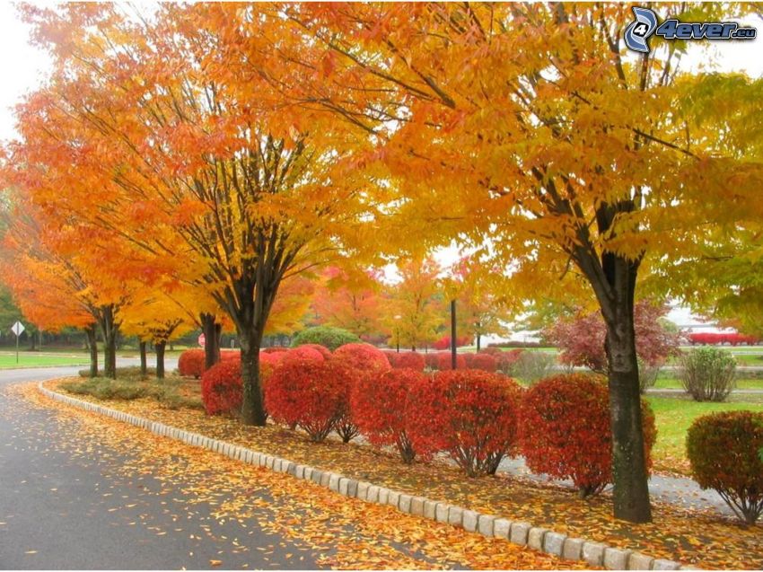 jesenný park, stromová alej, mesto, cesta, žlté lístie