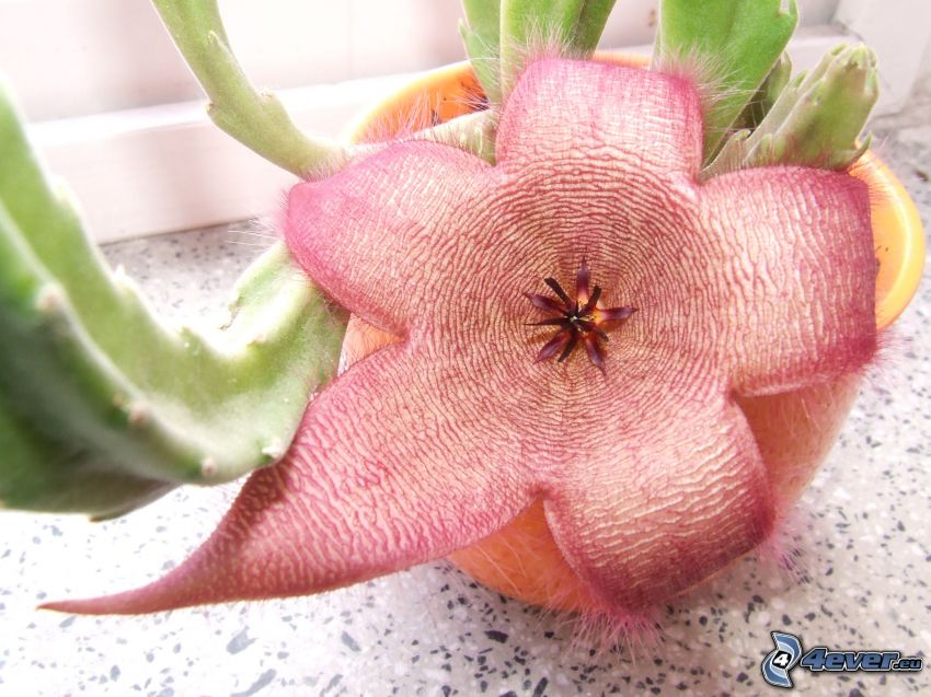 kaktus, ružový kvet