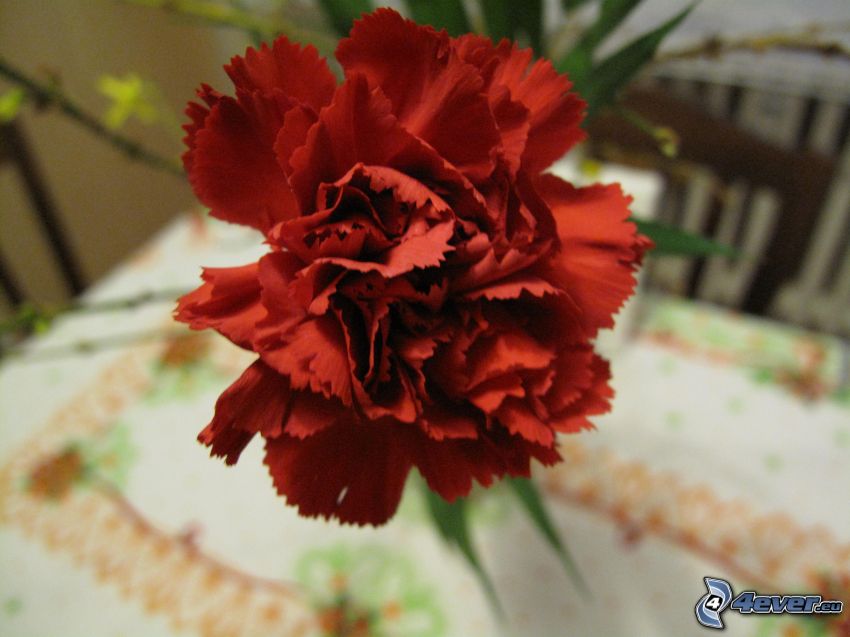karafiát, červený kvet