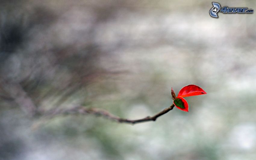 konárik, červený jesenný list