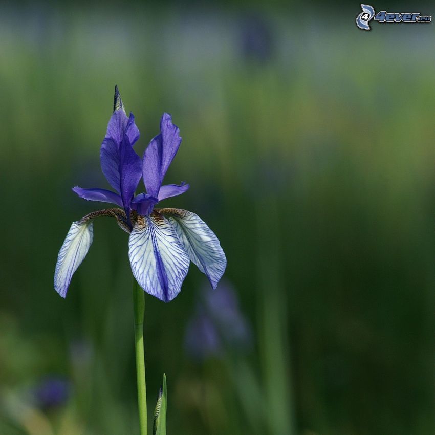 kosatec sibírsky, fialový kvet