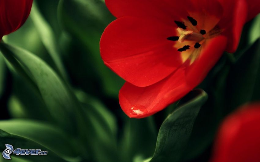krvavo červený tulipán