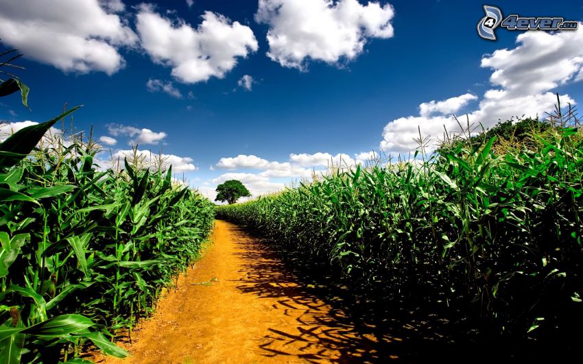 kukuričné pole, oblaky