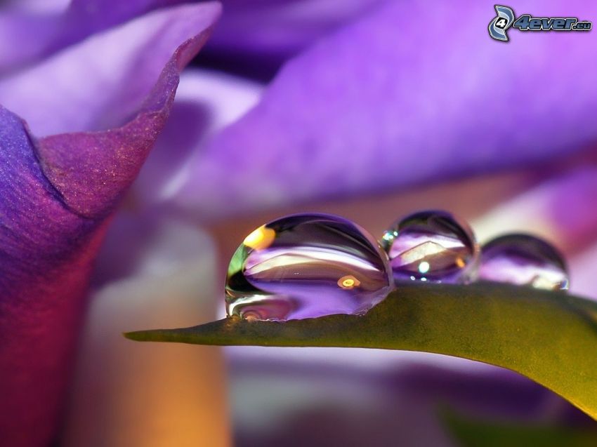 kvapky vody, fialové kvety