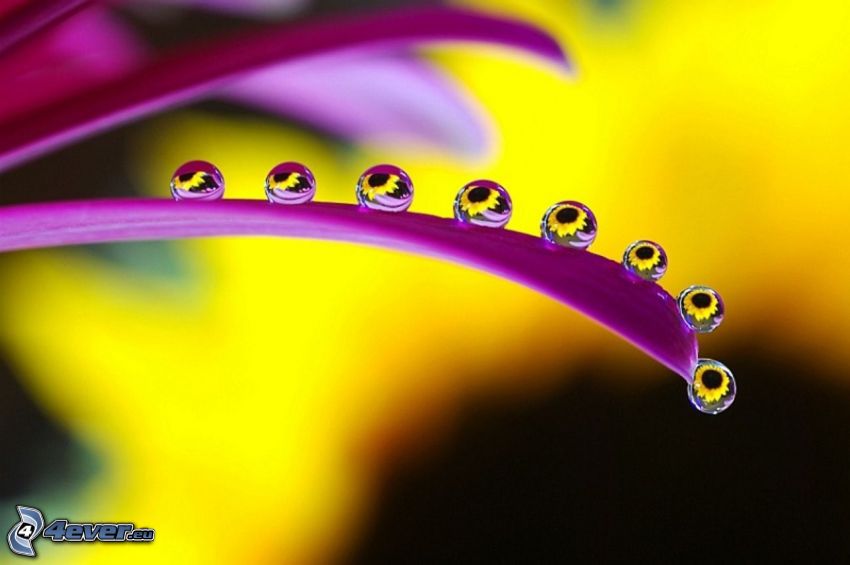 kvapky vody, fialový kvet, lupene