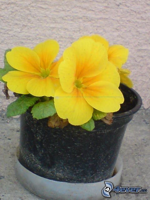 kvet