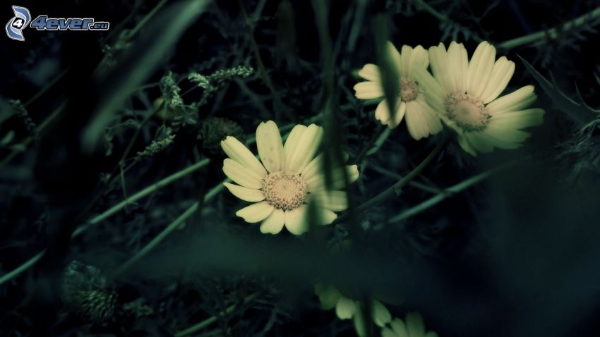 kvety