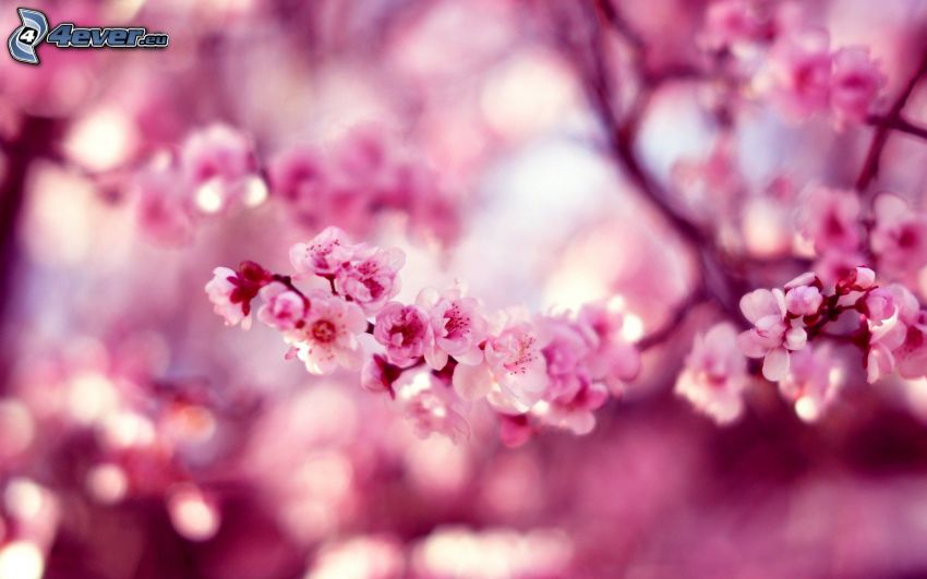 kvitnúca čerešňa, rozkvitnutý konár, ružové kvety