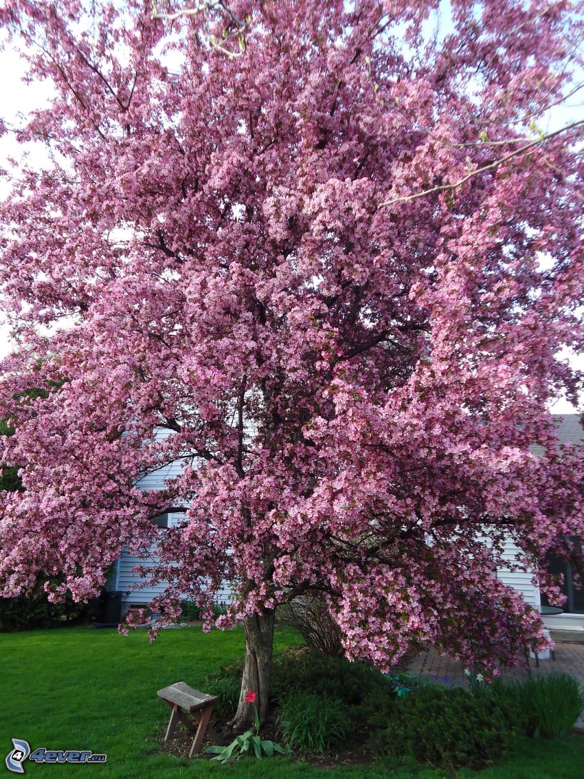kvitnúca jabloň, ružový strom