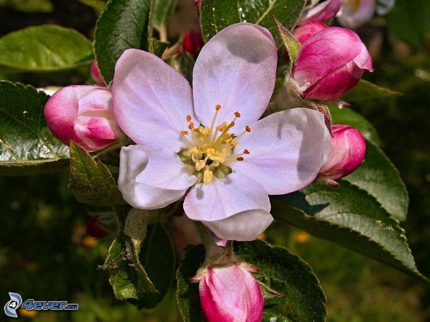 kvitnúca jabloň