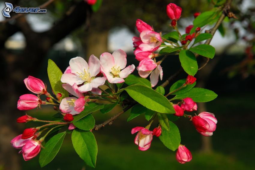 kvitnúca jabloň