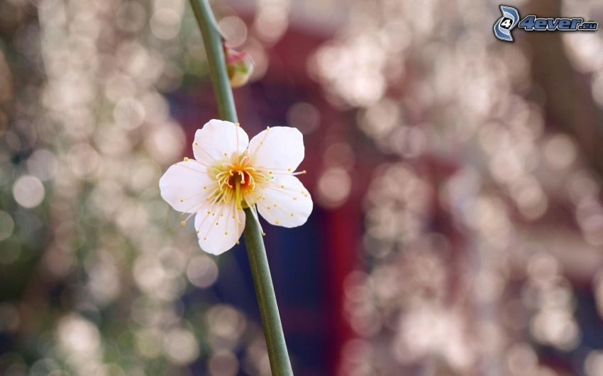 kvitnúci konárik, biely kvet