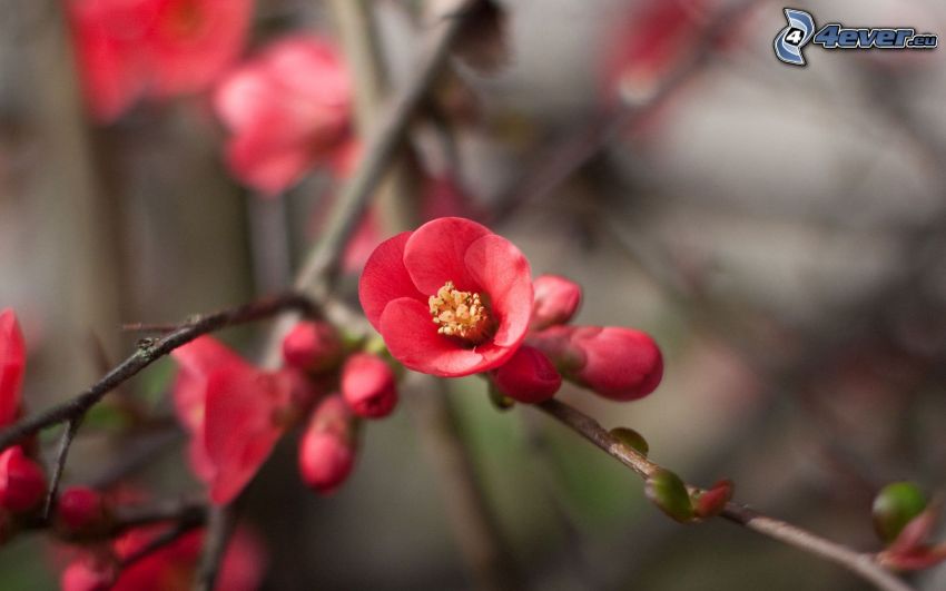 kvitnúci konárik, červený kvet