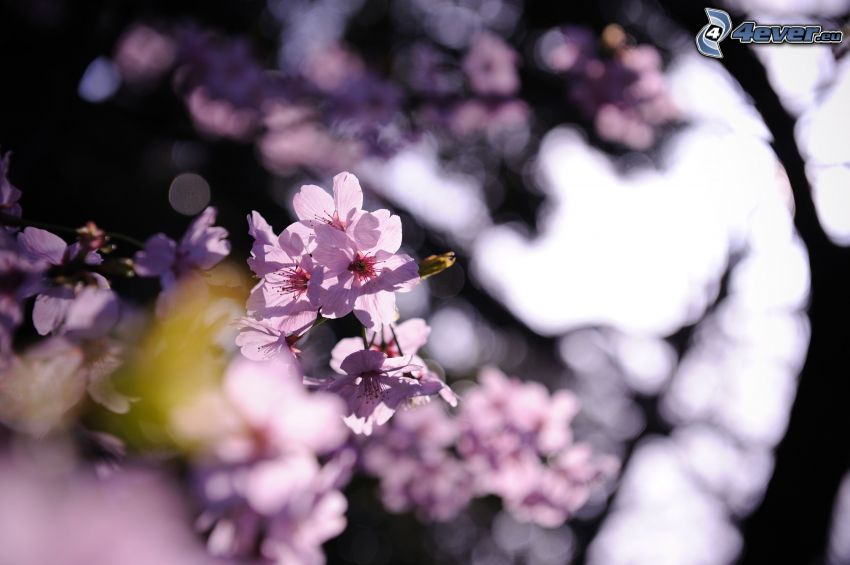 kvitnúci konárik, fialové kvety