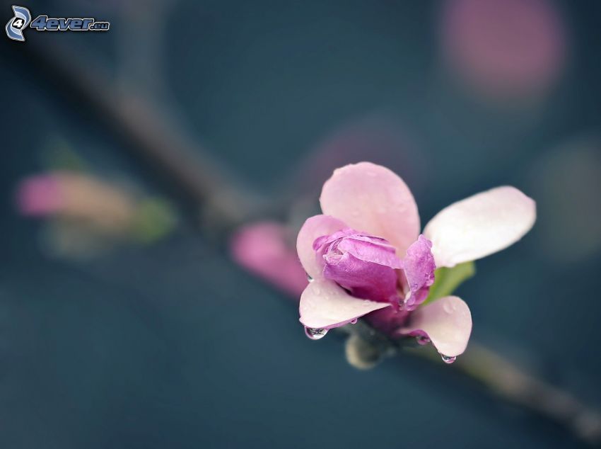 kvitnúci konárik, fialový kvet