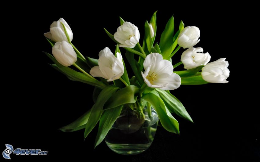 kytica, biele tulipány, váza