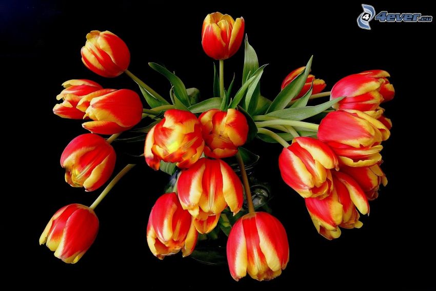 kytica, tulipány
