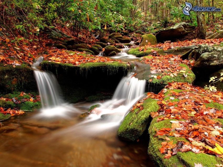 lesný potok, jesenné lístie