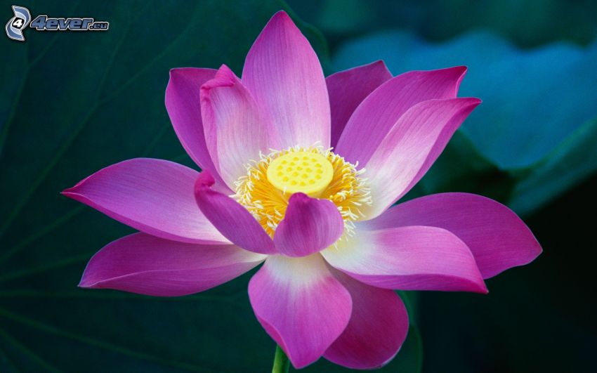 lotosový kvet, fialový kvet