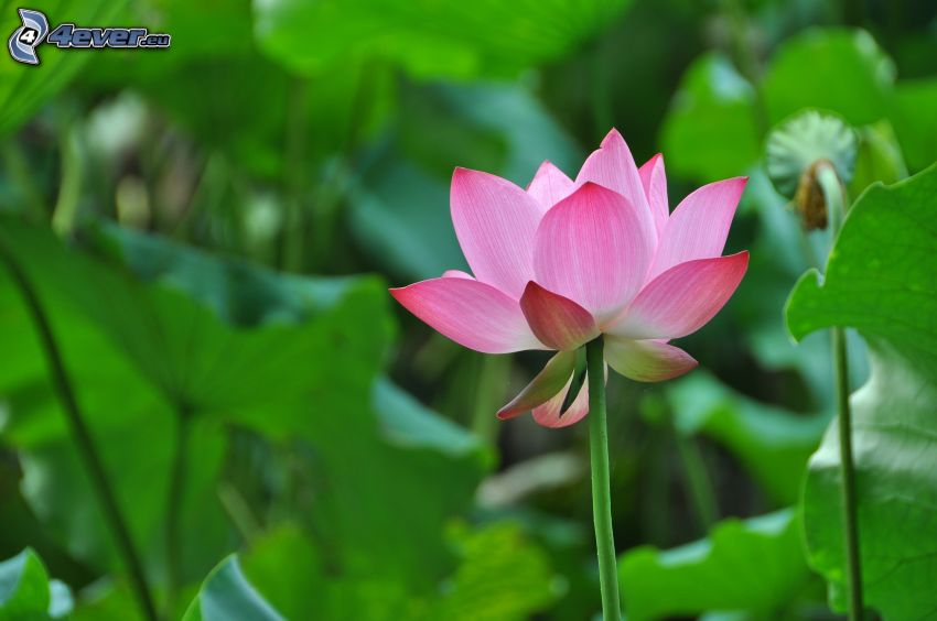 lotosový kvet, ružový kvet