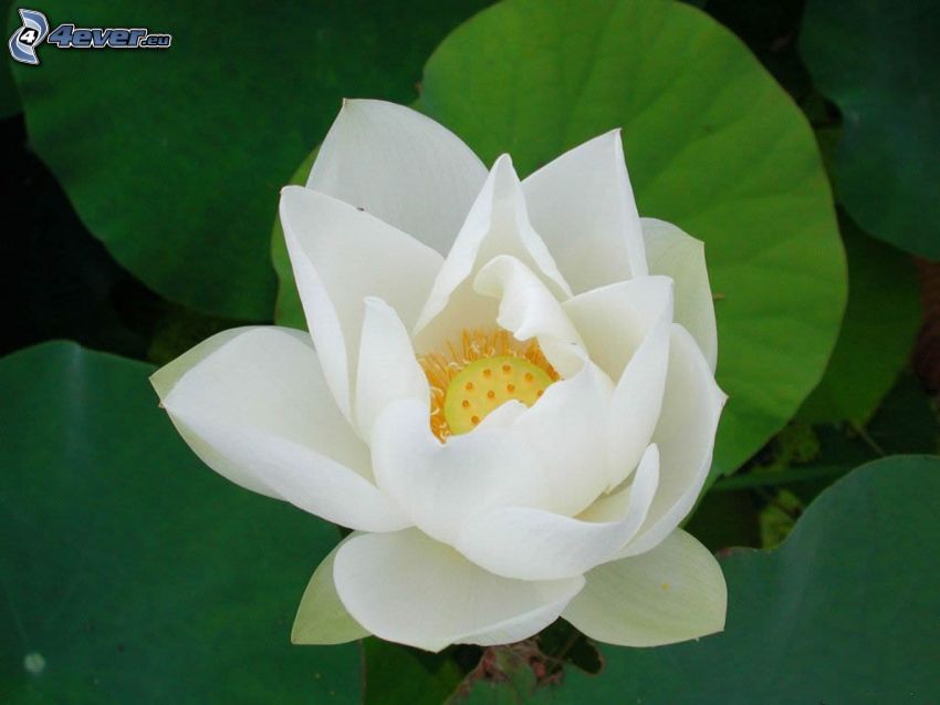 lotosový kvet