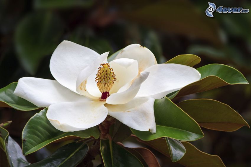 magnólia, biely kvet