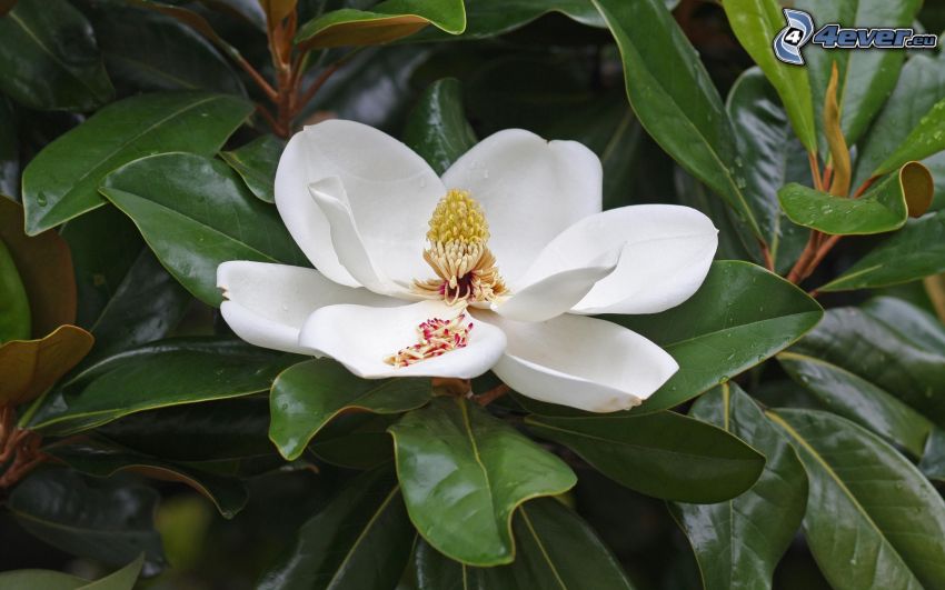 magnólia, biely kvet