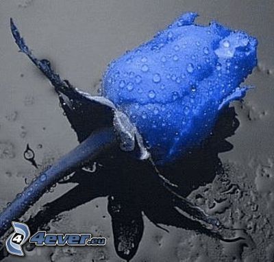 modrá ruža, zarosený kvet, dážď, kvapky