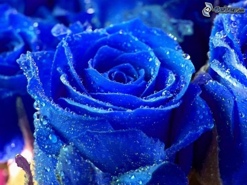modrá ruža