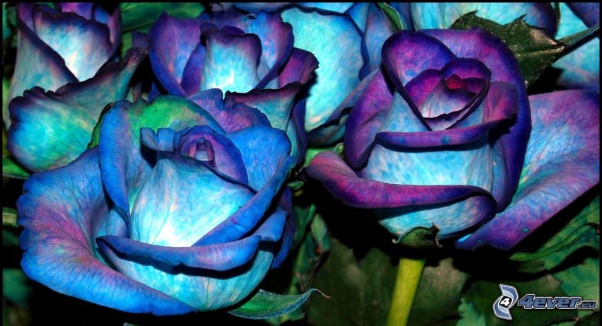 modrá ruža