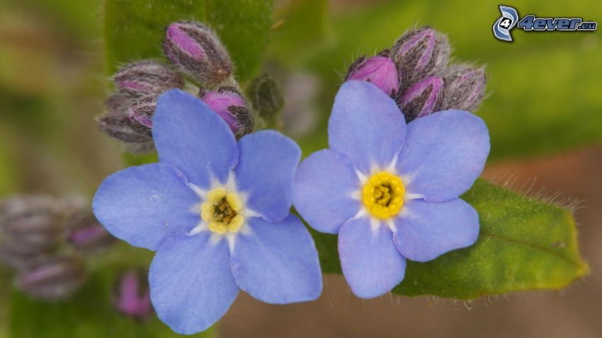 modré kvety