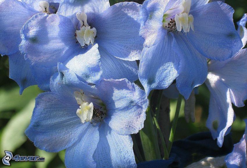 modré kvety