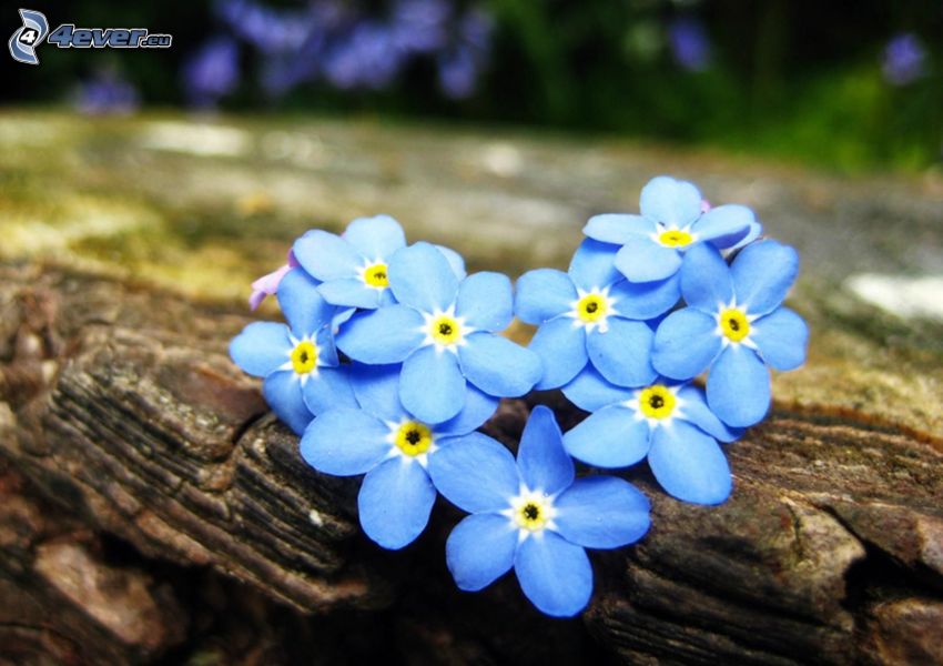 nezábudky, modré kvety, srdiečko, kôra stromu