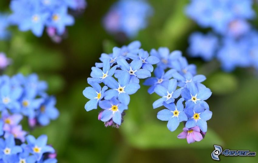 nezábudky, modré kvety