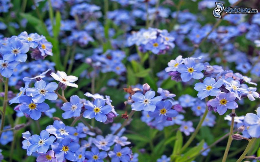nezábudky, modré kvety