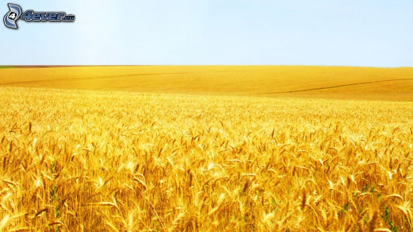 obilné pole, pšeničné pole