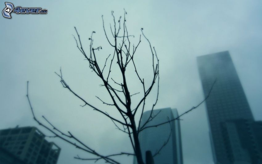 opadaný strom, mrakodrapy