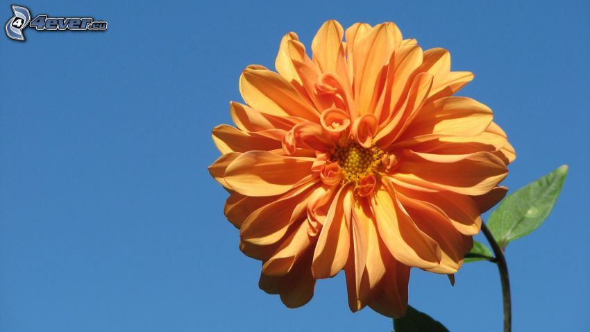 oranžový kvet