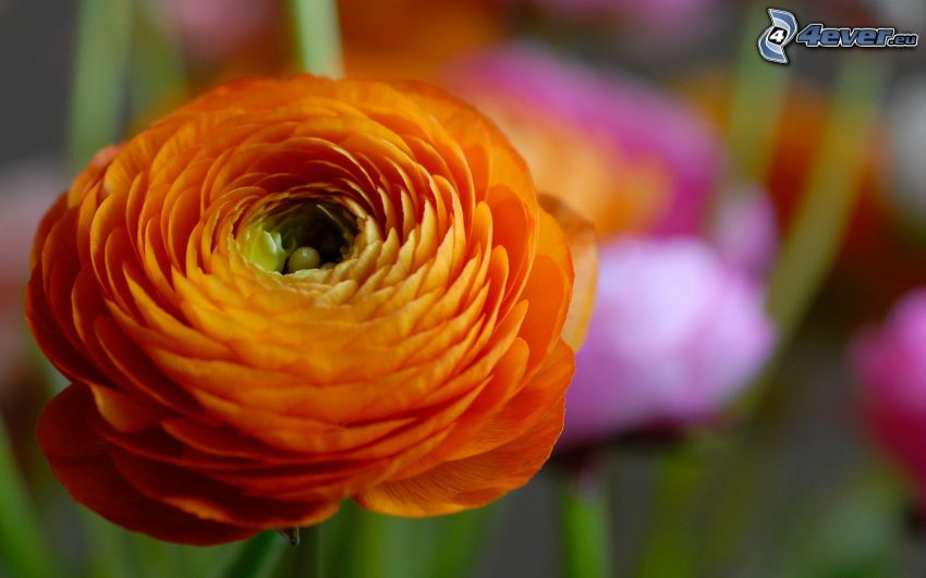 oranžový kvet