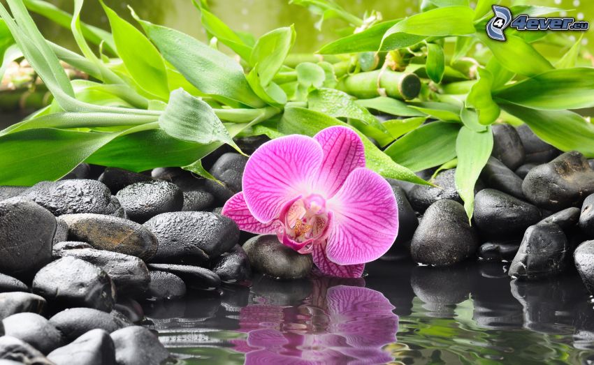 Orchidea, kamene, zelené listy