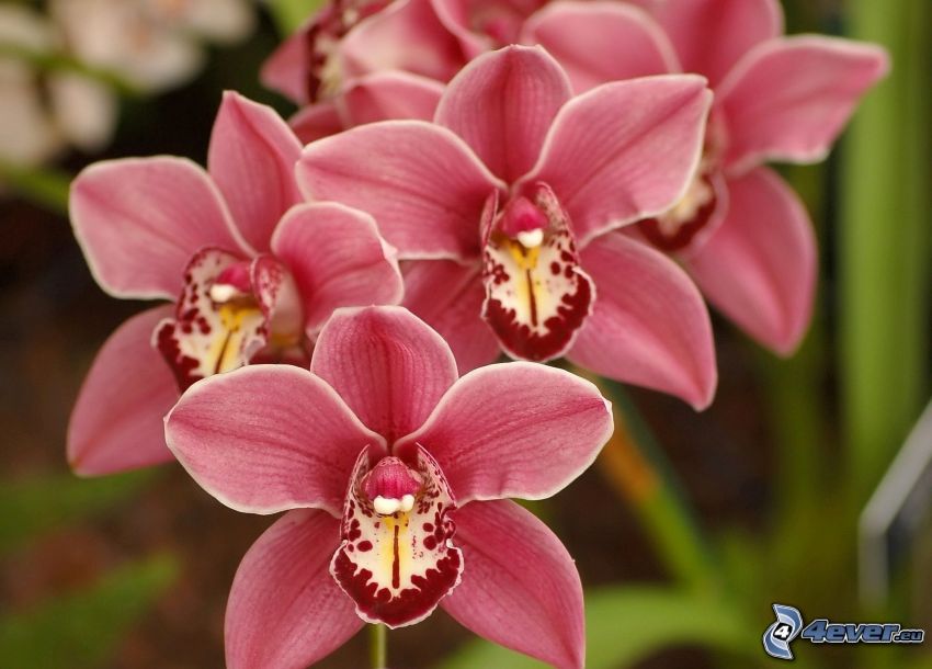 orchidey