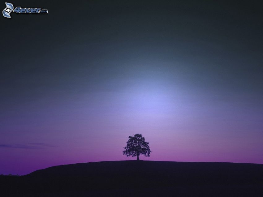osamelý strom
