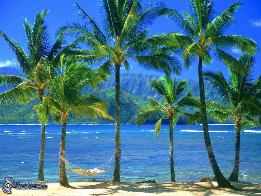 palmy na pláži, sieť na ležanie, more, pohorie