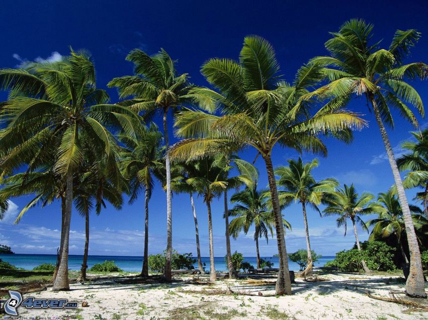palmy na pláži