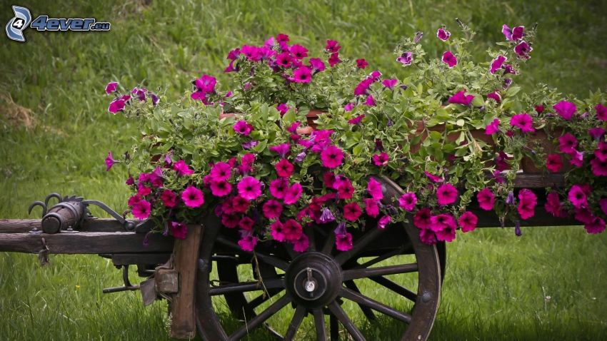 petúnia, fialové kvety, voz
